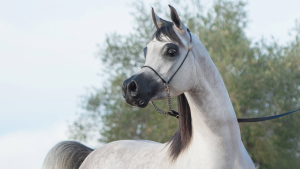 Leilão Virtual ABCCA de Óvulos e Coberturas 2024 celebra a excelência do Cavalo Árabe