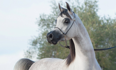 Leilão Virtual ABCCA de Óvulos e Coberturas 2024 celebra a excelência do Cavalo Árabe