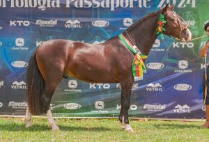 Passaporte em Campo Grande revela novos classificados para a Morfologia do Cavalo Crioulo