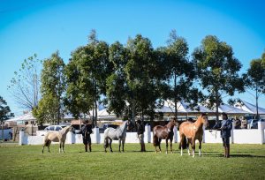 Rio Grande sedia etapa de seleção morfológica do Cavalo Crioulo