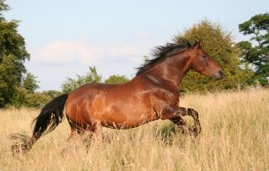 Síndrome de Cushing em cavalos