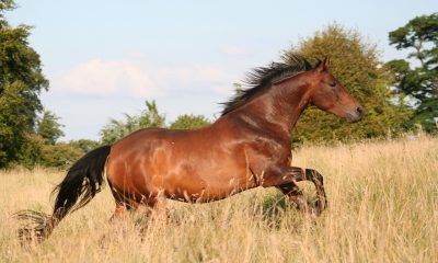 Síndrome de Cushing em cavalos