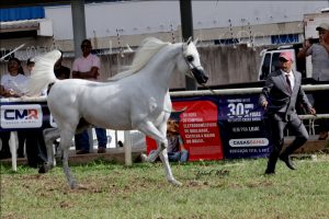 Sucesso da 23ª Expogrande Arabian Show impulsiona a Expogrande 2024