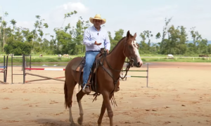 Trabalho de plano para cavalos recém-saídos da doma