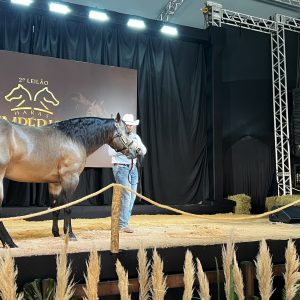 2º Leilão Haras Império & Convidados alcança 100% de liquidez com a produção do Dual Patron