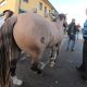 ABCCC auxilia na busca de cavalos perdidos nas enchentes no Rio Grande do Sul