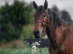 Ações em prol ao Rio Grande do Sul no meio do cavalo continuam