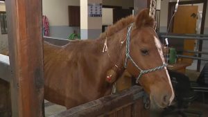 Cavalo ‘Caramelo’, resgatado de cima do telhado, apresenta quadro clínico estável