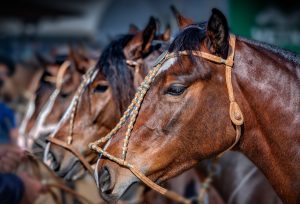 Cavalo Crioulo vai realizar primeira exposição morfológica no Nordeste brasileiro