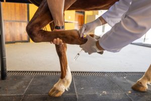 Centro Universitário UniAnchieta promove Semana Equestre de Jundiaí