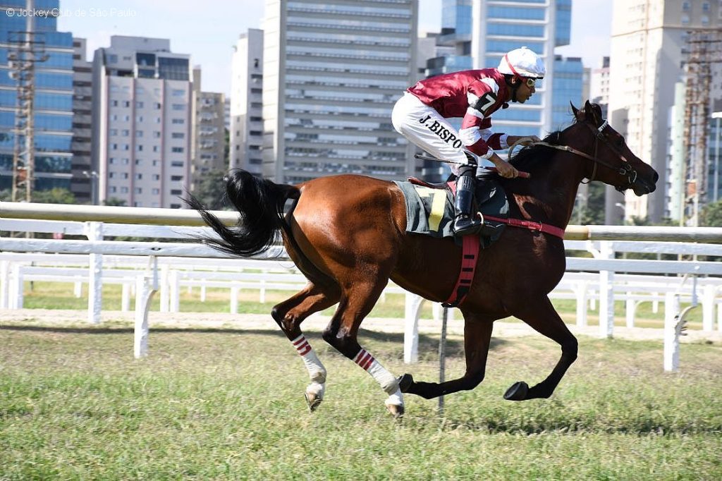 Disputa reúne as melhores fêmeas da raça Árabe em corrida internacional em SP