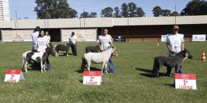 50ª Expoingá recebe etapa do XX Campeonato Nacional de mini-horses