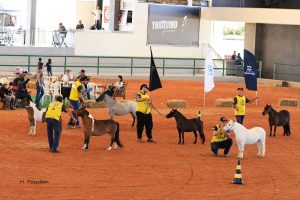 Exposição Nacional do Pônei Brasileiro e Piquira começa no domingo em Belo Horizonte