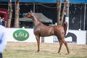 Exposição do Cavalo Árabe em Bragança Paulista (SP) impulsiona o fomento da raça na região