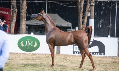 Exposição do Cavalo Árabe em Bragança Paulista (SP) impulsiona o fomento da raça na região