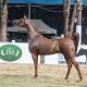 Exposição do Cavalo Árabe em Bragança Paulista (SP) impulsiona o fomento da raça na região