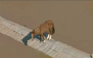 Forças Armadas e veterinários se mobilizaram para resgatar cavalo ilhado no RS