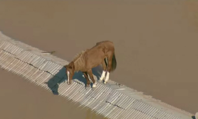 Imagem do cavalo ‘Caramelo’ em cima de um telhado, ilhado, foi flagrada por um helicóptero da TV Globo, que logo causou comoção no Brasil inteiro
