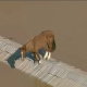 Imagem do cavalo ‘Caramelo’ em cima de um telhado, ilhado, foi flagrada por um helicóptero da TV Globo, que logo causou comoção no Brasil inteiro