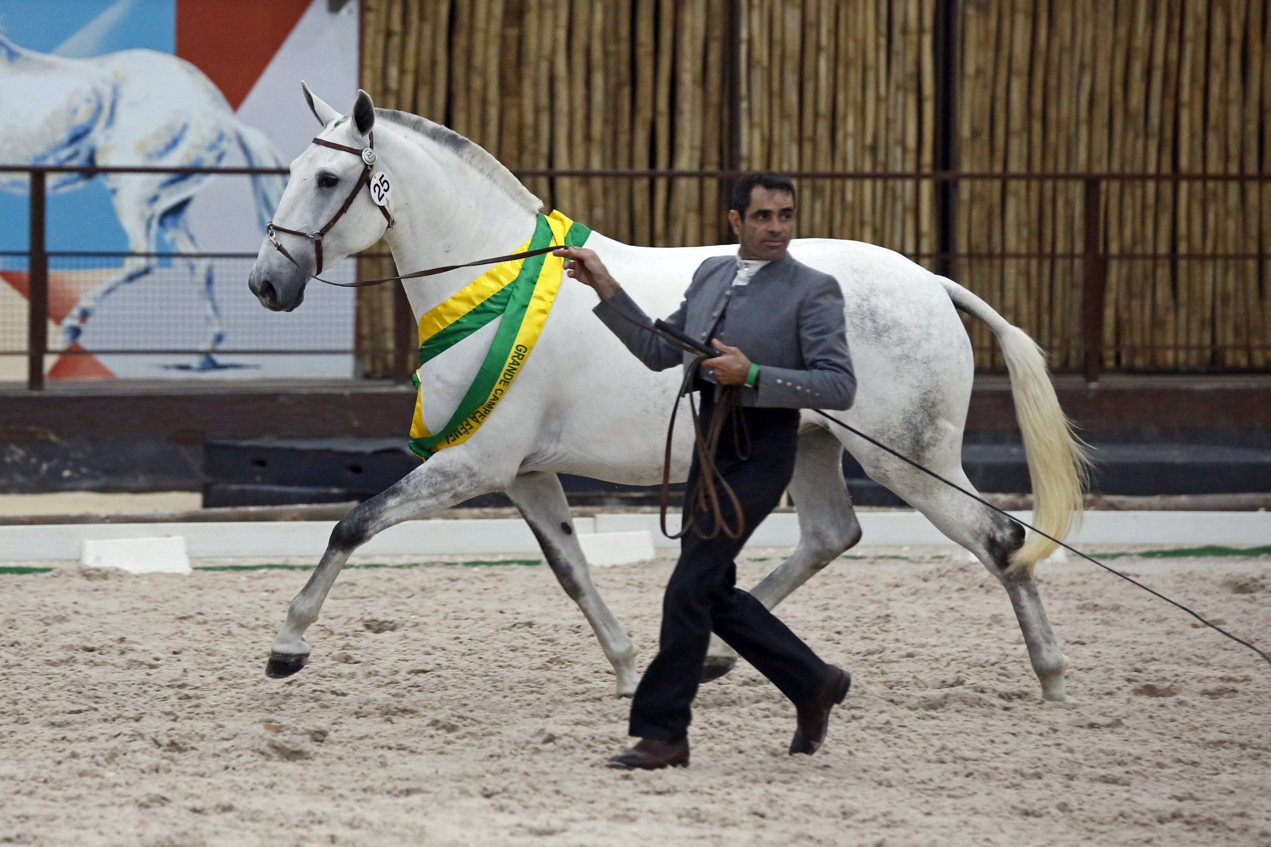 Internacional do Cavalo Lusitano é destaque na agenda desta semana