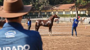 Mangalarga Week reforça a força da raça no Brasil em evento inédito