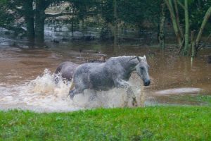 Mundo do cavalo se une em solidariedade ao Rio Grande do Sul