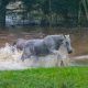 Mundo do cavalo se une em solidariedade ao Rio Grande do Sul