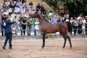 Mais uma vez, exposição do Cavalo Árabe será realizada no Parque da Água Branca