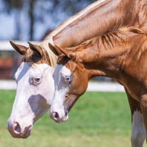 Rancho Promissão celebra sucesso do 2º Leilão Estilo Rancheiro com 100% de liquidez e média expressiva