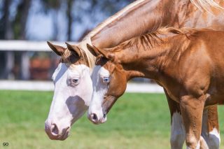 Rancho Promissão celebra sucesso do 2º Leilão Estilo Rancheiro com 100% de liquidez e média expressiva