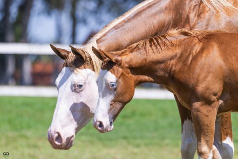 Rancho Promissão celebra sucesso do 2º Leilão Estilo Rancheiro com 100% de liquidez e média expressiva