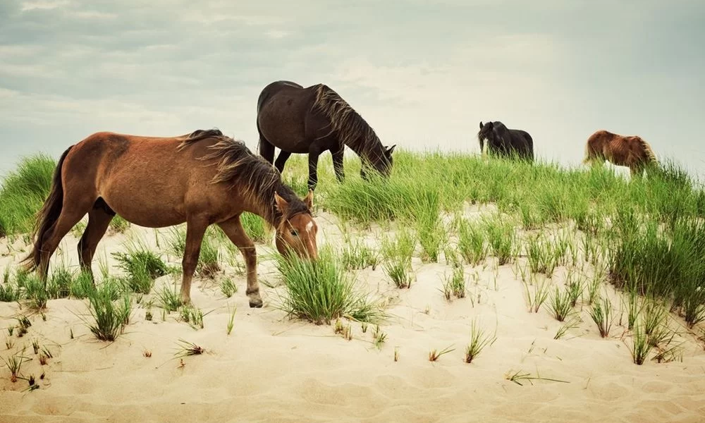 Sable Island conheça a ilha canadense habitada por cavalos selvagens