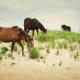 Sable Island: conheça a ilha canadense habitada por cavalos selvagens