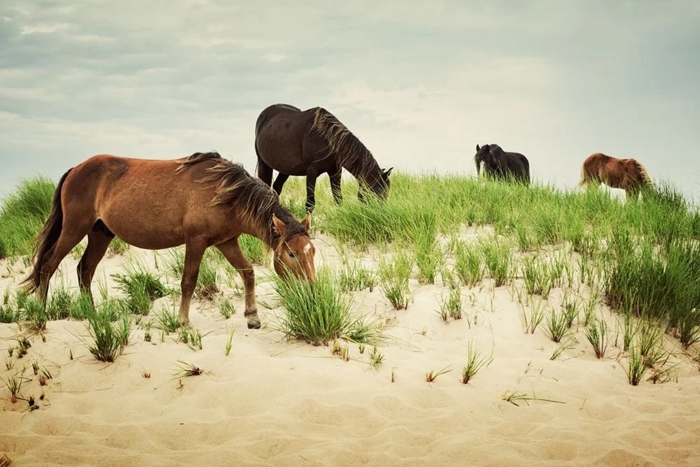 Sable Island: conheça a ilha canadense habitada por cavalos selvagens