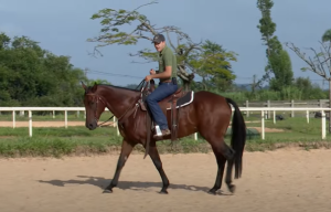 Saiba a importância da manutenção dos flexionamentos em cavalos mais velhos