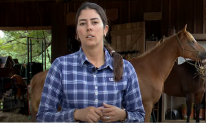 Saiba como é feito o manejo sanitário com cavalos