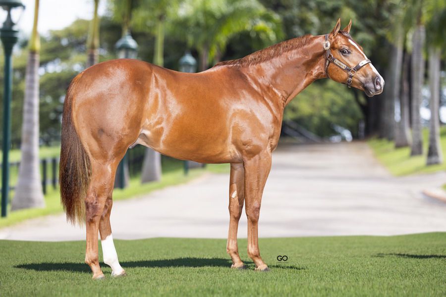 XVII Leilão Ana Dantas Ranch reunirá o melhor do Quarto de Milha de Corrida