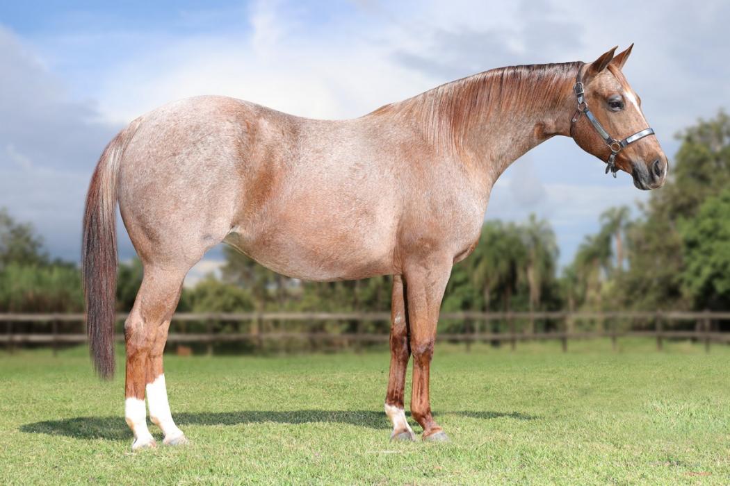 8° Leilão Virtual Fazenda Vista Bonita FJ acontece nesta segunda com oferta de genética ímpar