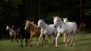 Atenção à influenza é essencial para proteger a saúde e o bem-estar dos cavalos