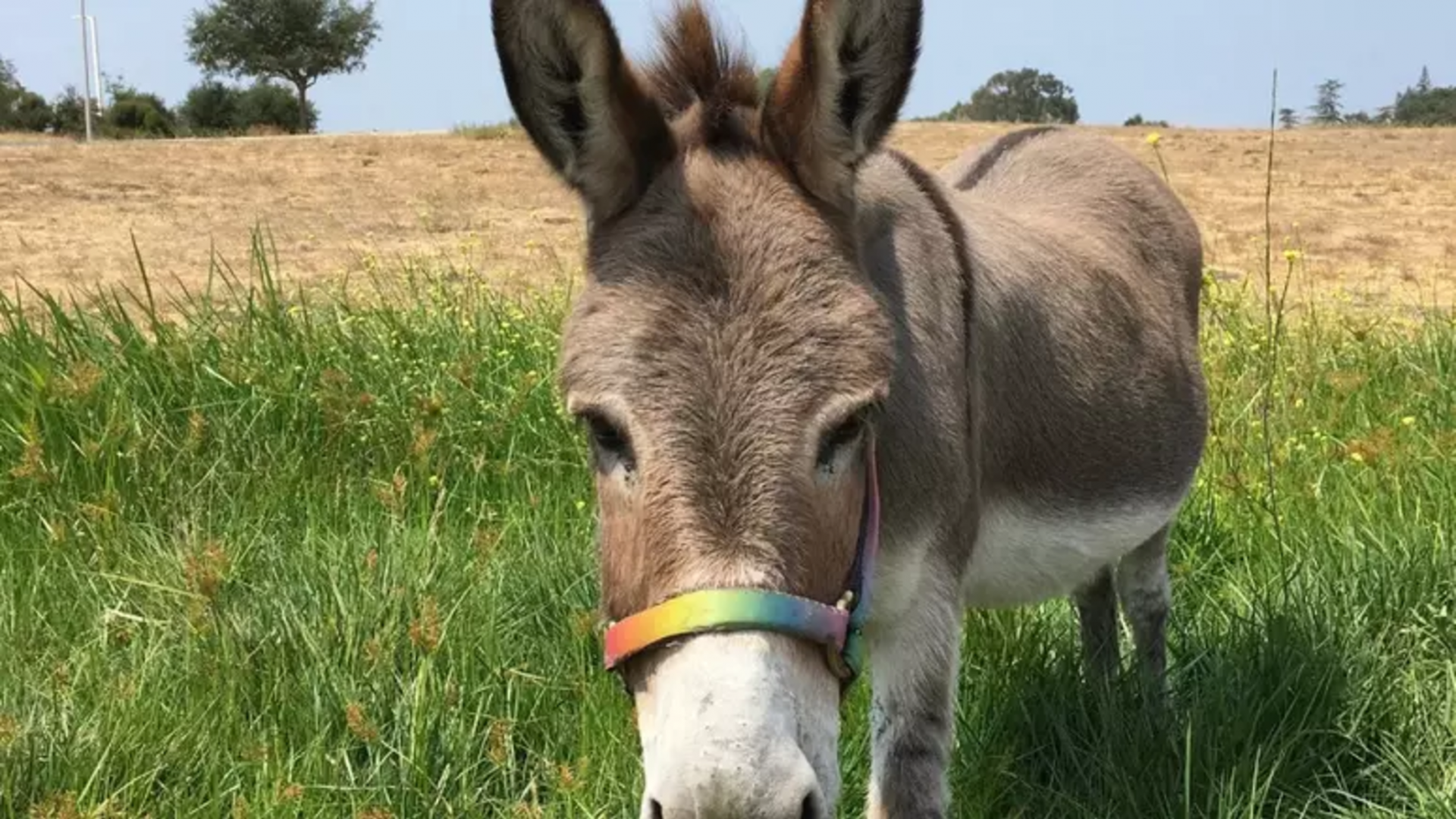 Burro que inspirou personagem do filme “Shrek” precisa de ajuda