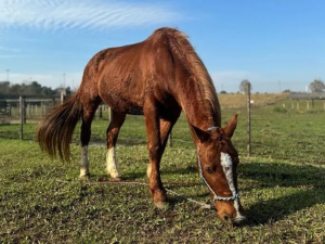 Cavalo Caramelo “engorda 50 quilos”: saiba como está o símbolo dos resgates no RS