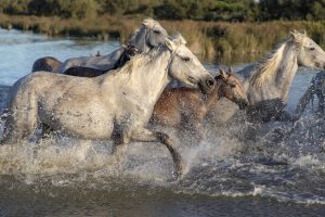 Cavalos modernos vêm de linhagem que surgiu há 4.200 anos