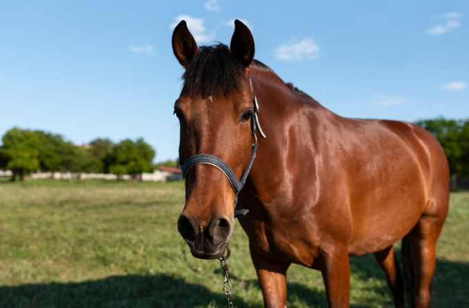 Manejo incorreto pode causar doenças respiratórias em equinos, comprometendo sua saúde e bem-estar