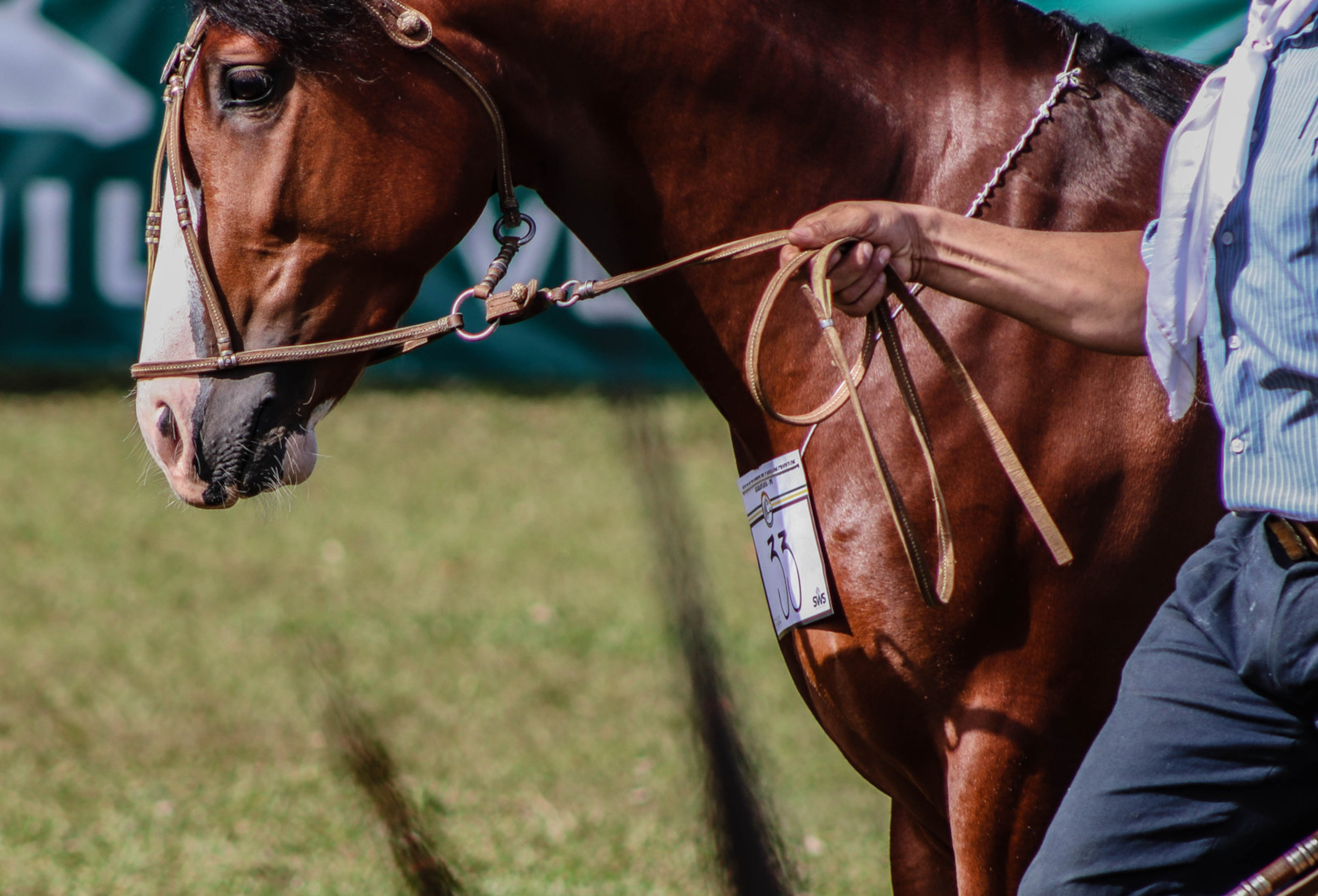 Núcleo de Cavalos Crioulos do Paraná promove nova etapa de Morfologia Passaporte