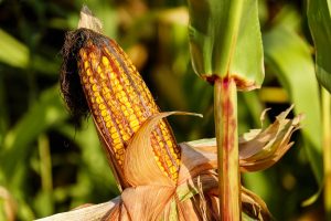 O Poder da Nutrição: desvendando os segredos da Biofortificação