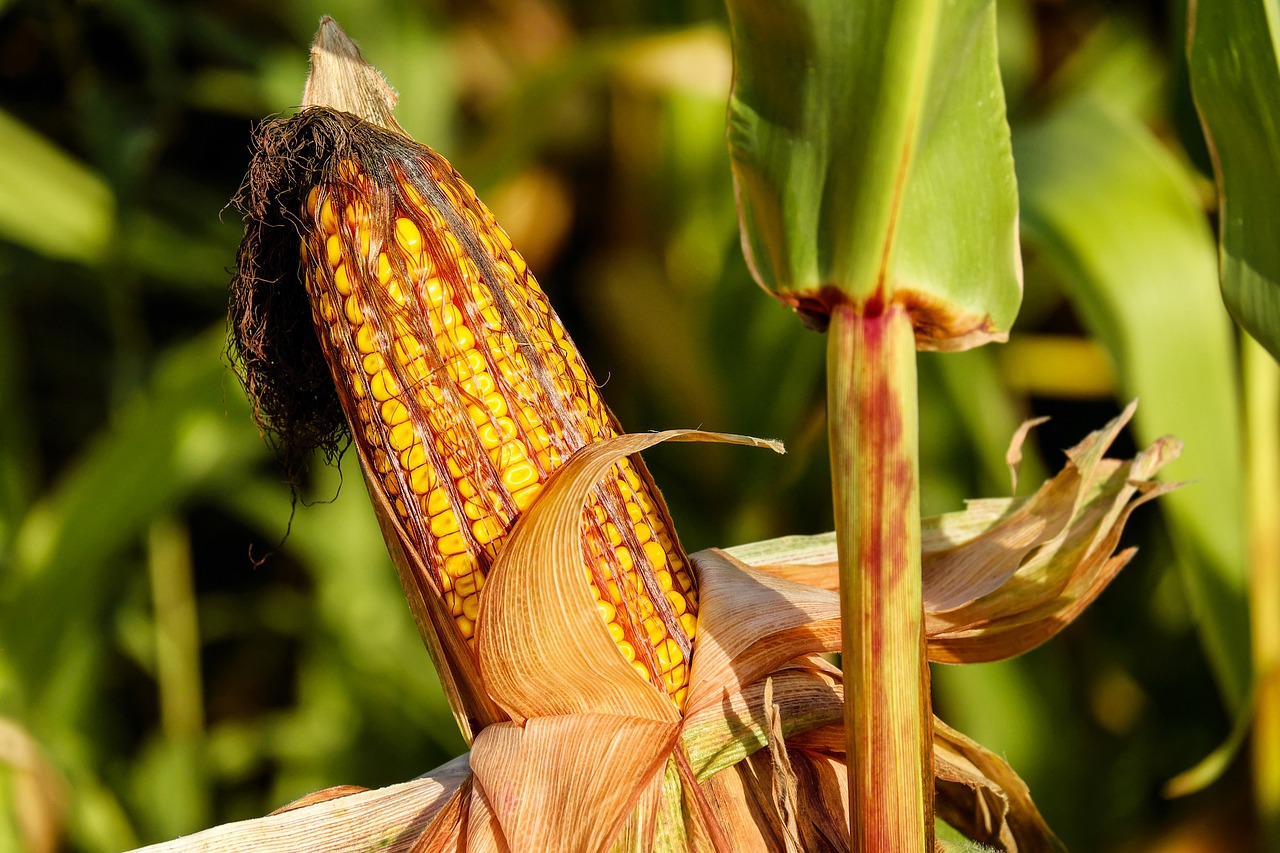 O Poder da Nutrição: desvendando os segredos da Biofortificação