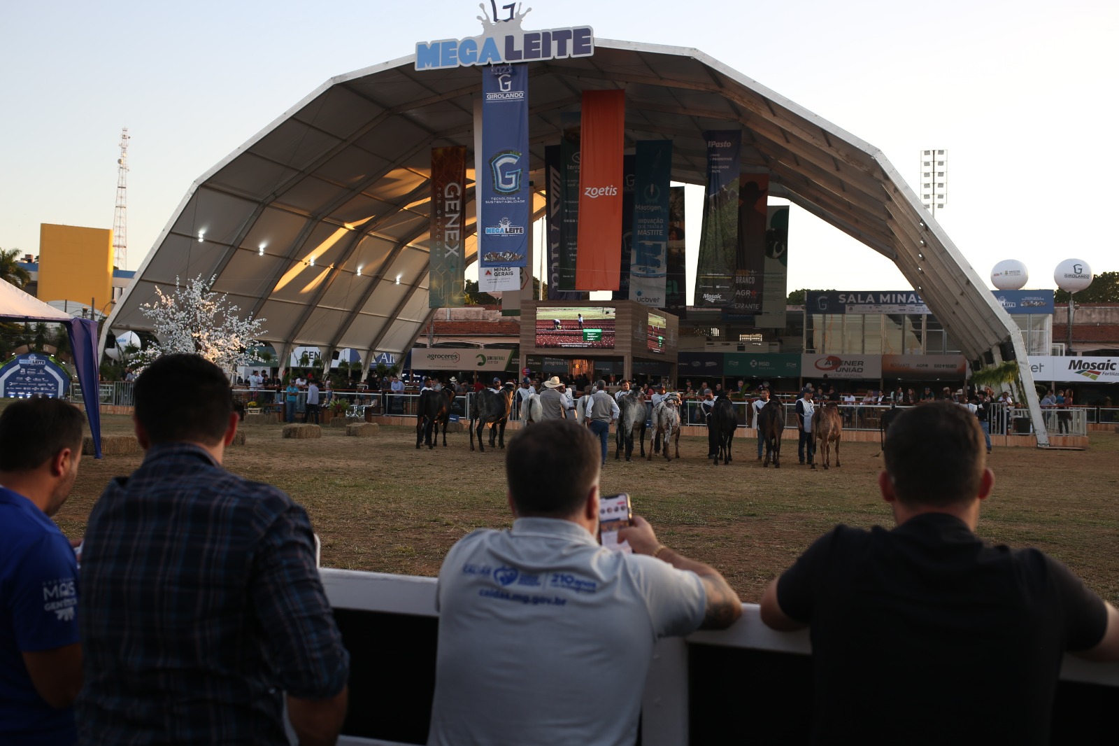 Parque da Gameleira, em BH, começa a receber animais da Megaleite 2024