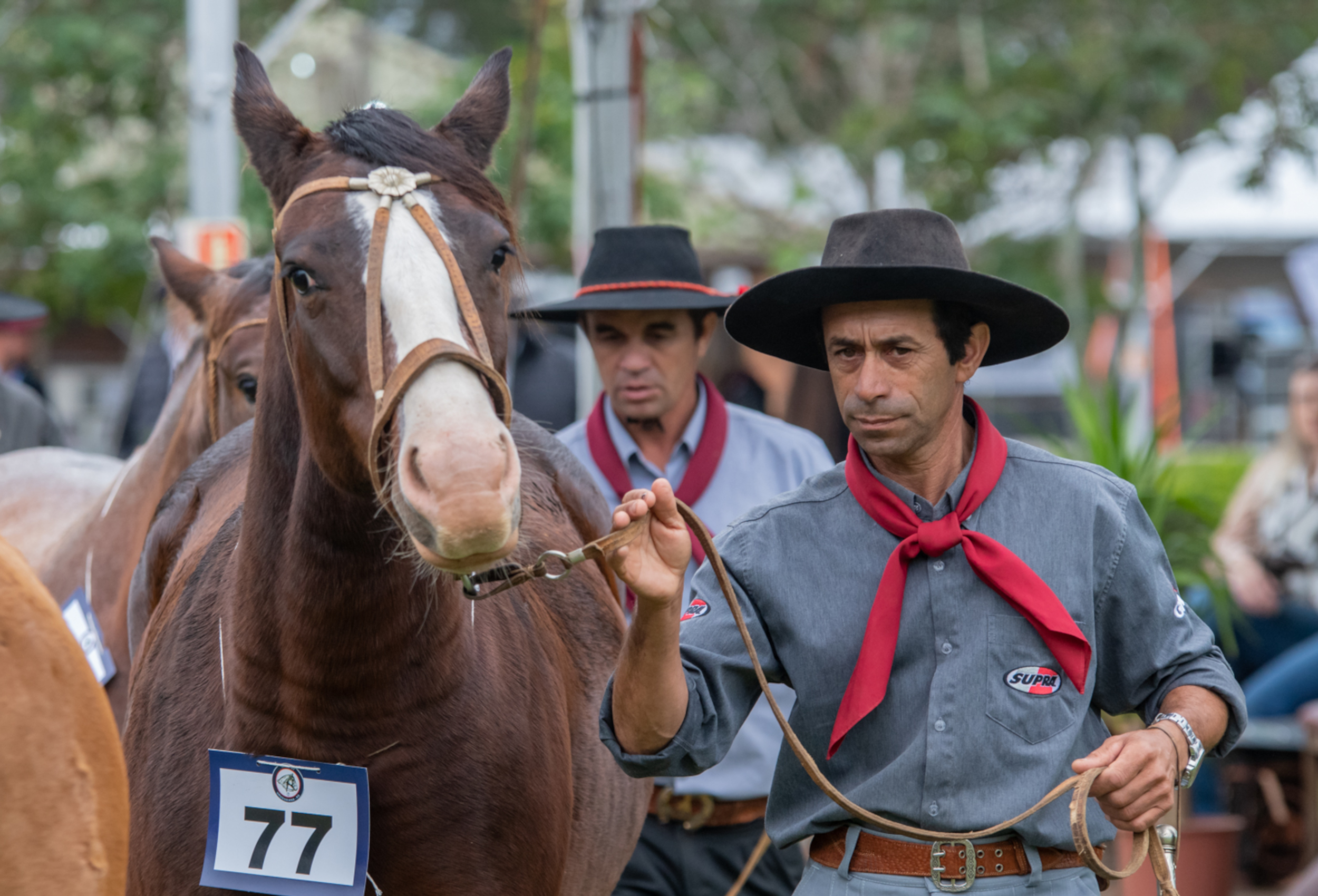 Passaporte Uruguaiana selecionará exemplares rumo à Morfologia Expointer 2024