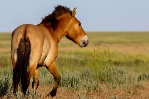 Przewalski: cavalos selvagens ameaçados retornam às estepes do Cazaquistão