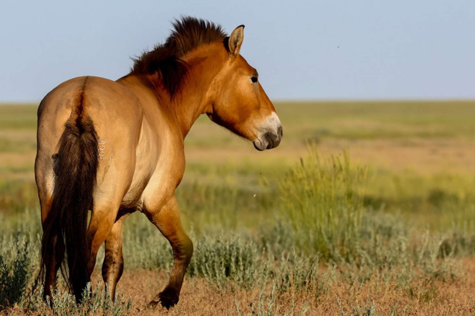 Przewalski cavalos selvagens ameaçados retornam às estepes do Cazaquistão
